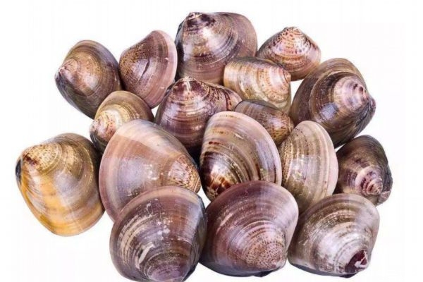 花蛤有什么營(yíng)養(yǎng)價(jià)值呢 吃花蛤有什么好處呢 花蛤有什么營(yíng)養(yǎng)價(jià)值呢 吃花蛤有什么好處呢