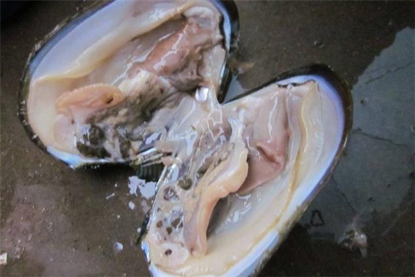 河蚌能烤著吃嗎 熟了就能吃