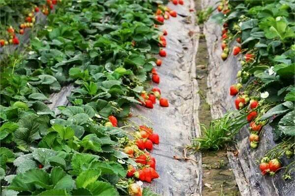 草莓什么時(shí)候種植比較好 草莓的成熟周期多少天 草莓什么時(shí)候種植比較好 草莓的成熟周期多少天