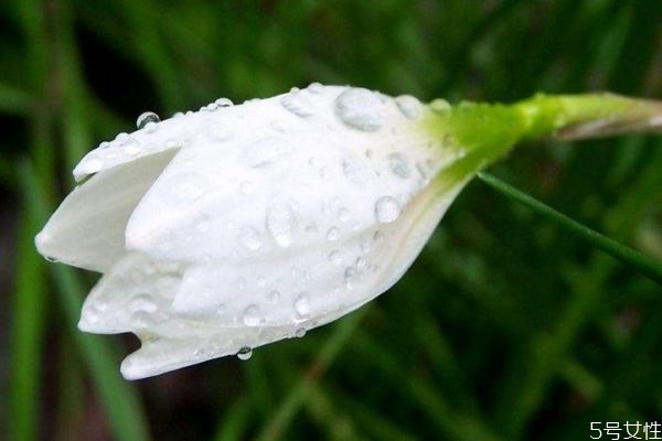 蔥蓮是一種什么植物呢 蔥蓮的作用有什么呢 蔥蓮是一種什么植物呢 蔥蓮的作用有什么呢