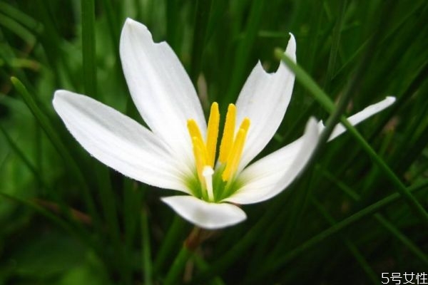 蔥蓮是一種什么植物呢 蔥蓮的作用有什么呢 蔥蓮是一種什么植物呢 蔥蓮的作用有什么呢