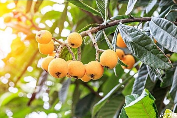 枇杷如何快速剝皮 枇杷的吃法 枇杷如何快速剝皮 枇杷的吃法