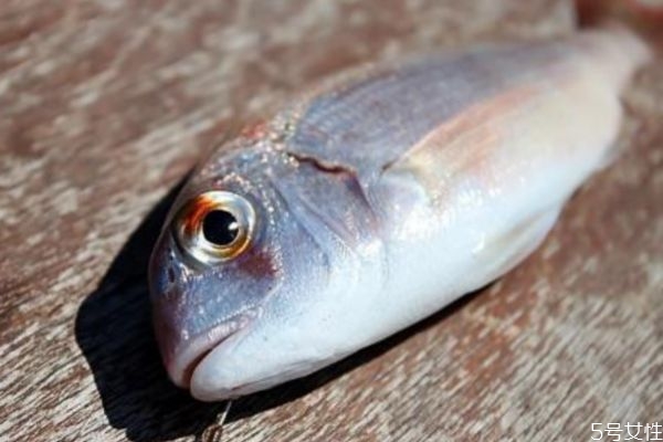 淡水魚和海魚有什么區(qū)別呢 淡水魚和海魚哪種更好呢 淡水魚和海魚有什么區(qū)別呢 淡水魚和海魚哪種更好呢