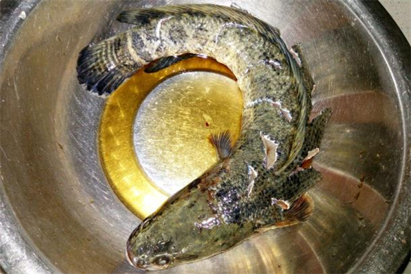 黑魚可以紅燒嗎 紅燒黑魚的家常做法 黑魚可以紅燒嗎 紅燒黑魚的家常做法