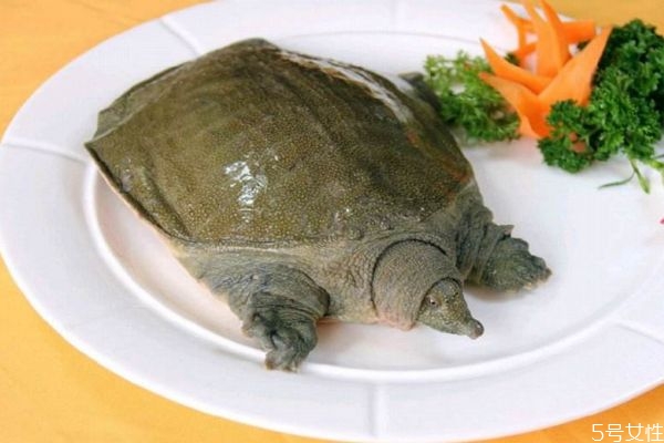 甲魚是魚嗎 甲魚有什么營養(yǎng)價值呢 甲魚是魚嗎 甲魚有什么營養(yǎng)價值呢