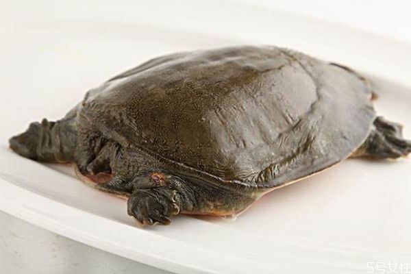 甲魚是魚嗎 甲魚有什么營養(yǎng)價值呢 甲魚是魚嗎 甲魚有什么營養(yǎng)價值呢