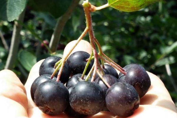 什么野櫻莓呢 野櫻莓有什么營養(yǎng)價(jià)值呢