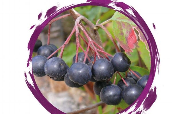 什么野櫻莓呢 野櫻莓有什么營養(yǎng)價(jià)值呢