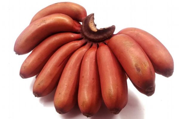 什么是紅香蕉呢 紅香蕉有什么營養(yǎng)價(jià)值呢 什么是紅香蕉呢 紅香蕉有什么營養(yǎng)價(jià)值呢