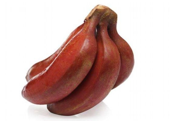 孕婦可以吃紅香蕉嗎 紅香蕉多少錢一斤呢 孕婦可以吃紅香蕉嗎 紅香蕉多少錢一斤呢