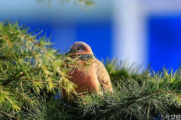曬太陽有什么好處嗎 曬太陽的作用有什么呢 曬太陽有什么好處嗎 曬太陽的作用有什么呢