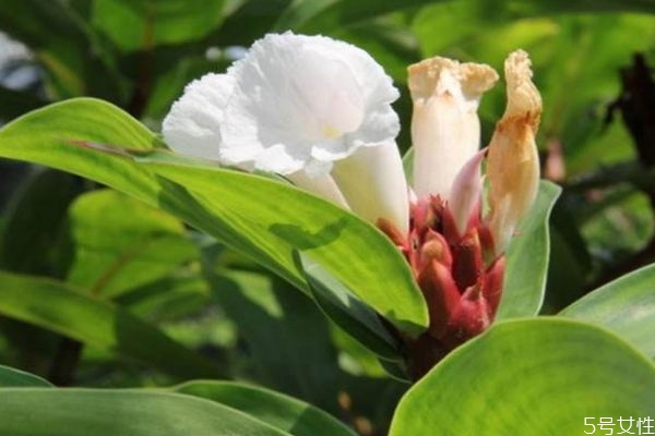 閉鞘姜的花語(yǔ)是什么呢 閉鞘姜的種植有什么注意的呢