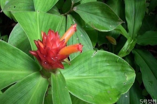 閉鞘姜的花語(yǔ)是什么呢 閉鞘姜的種植有什么注意的呢