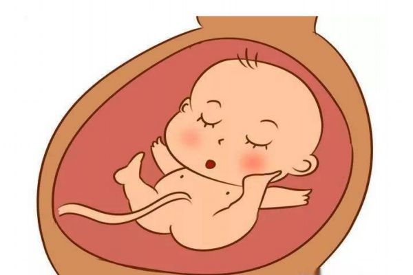 多大會有胎動呢 胎動的頻率應(yīng)該是怎么樣的呢 多大會有胎動呢 胎動的頻率應(yīng)該是怎么樣的呢