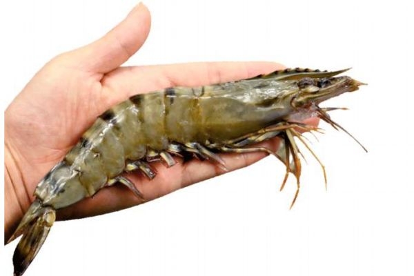 什么是老虎蝦呢 老虎蝦有什么營養(yǎng)價值呢 什么是老虎蝦呢 老虎蝦有什么營養(yǎng)價值呢