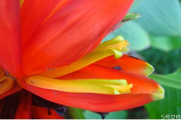 紅蕉是一種什么植物呢 紅蕉的作用有什么呢 紅蕉是一種什么植物呢 紅蕉的作用有什么呢