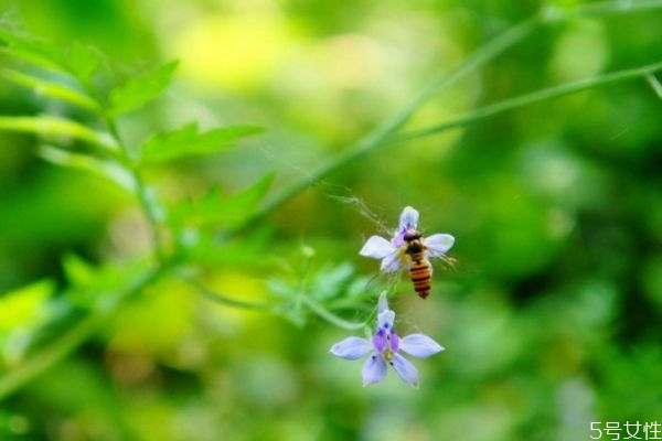 還亮草的花語是什么呢 還亮草的病蟲害防治怎么弄呢 還亮草的花語是什么呢 還亮草的病蟲害防治怎么弄呢