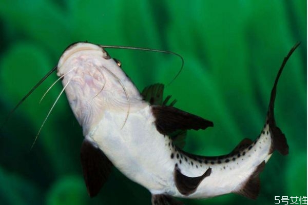 海鯰魚怎么做好吃呢 什么人不能吃海鯰魚呢 海鯰魚怎么做好吃呢 什么人不能吃海鯰魚呢