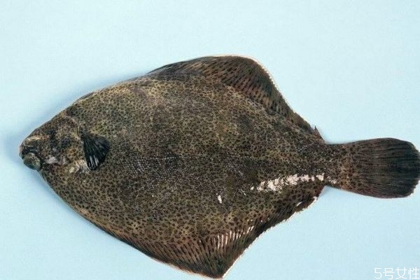 什么是比目魚(yú)呢 比目魚(yú)有什么營(yíng)養(yǎng)價(jià)值呢 什么是比目魚(yú)呢 比目魚(yú)有什么營(yíng)養(yǎng)價(jià)值呢