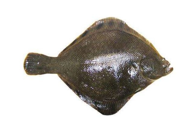 什么是比目魚(yú)呢 比目魚(yú)有什么營(yíng)養(yǎng)價(jià)值呢 什么是比目魚(yú)呢 比目魚(yú)有什么營(yíng)養(yǎng)價(jià)值呢