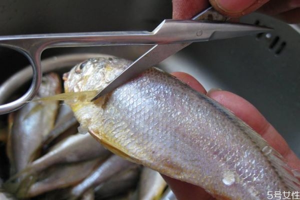 什么是小黃魚(yú)呢 小黃魚(yú)有什么營(yíng)養(yǎng)價(jià)值呢 什么是小黃魚(yú)呢 小黃魚(yú)有什么營(yíng)養(yǎng)價(jià)值呢