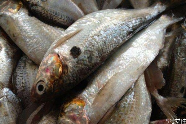 吃小黃魚有什么好處呢 小黃魚怎么做好吃呢 吃小黃魚有什么好處呢 小黃魚怎么做好吃呢