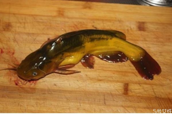 什么是塘鲺呢 塘鲺有什么營養(yǎng)價值呢 什么是塘鲺呢 塘鲺有什么營養(yǎng)價值呢