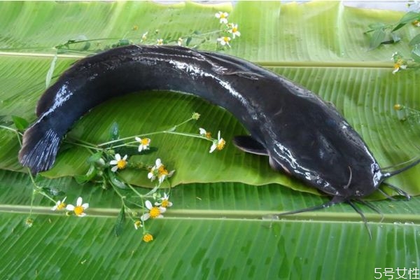 什么是塘鲺呢 塘鲺有什么營養(yǎng)價值呢 什么是塘鲺呢 塘鲺有什么營養(yǎng)價值呢