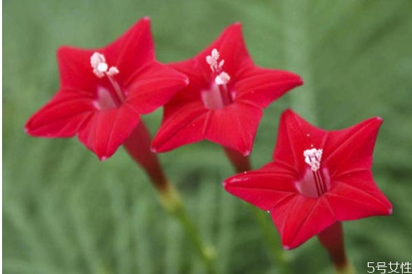 五星花的花語(yǔ)是什么呢 五星花的種植有什么注意的呢 五星花的花語(yǔ)是什么呢 五星花的種植有什么注意的呢