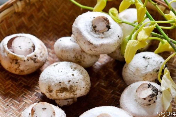 吃口蘑有什么好處呢 口蘑怎么做好吃呢 吃口蘑有什么好處呢 口蘑怎么做好吃呢