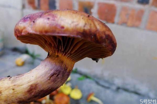 吃松蘑有什么注意的嗎 松蘑孕婦可以吃嗎 吃松蘑有什么注意的嗎 松蘑孕婦可以吃嗎