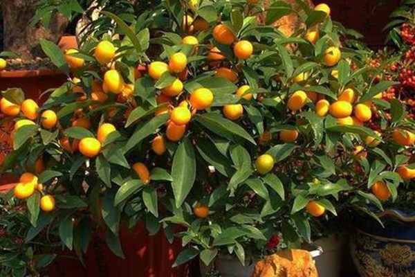 金桔為什么要用鹽水泡 鹽水泡金桔要注意什么 金桔為什么要用鹽水泡 鹽水泡金桔要注意什么