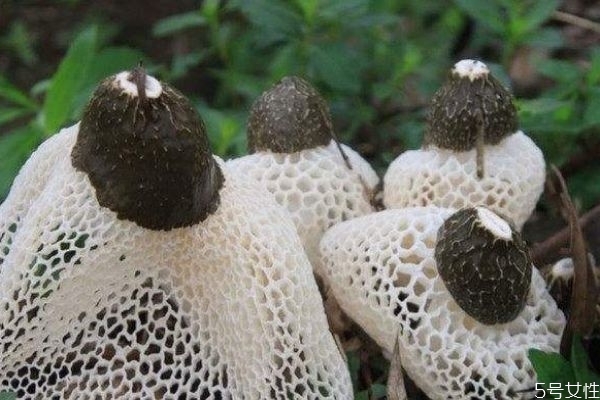 竹蓀應(yīng)該怎么吃呢 竹蓀不能和什么一起吃呢 竹蓀應(yīng)該怎么吃呢 竹蓀不能和什么一起吃呢