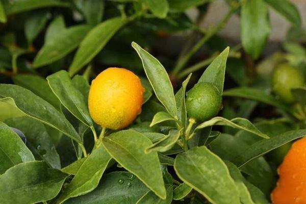 金桔吃多了皮膚會變黃嗎 吃金桔皮膚變黃多久能恢復(fù) 金桔吃多了皮膚會變黃嗎 吃金桔皮膚變黃多久能恢復(fù)