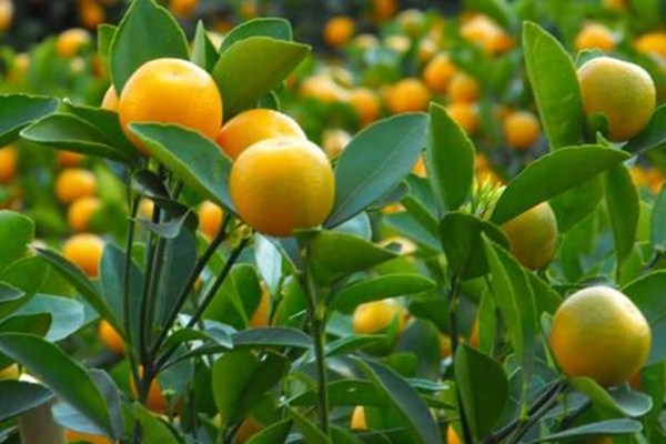 金桔吃多了皮膚會變黃嗎 吃金桔皮膚變黃多久能恢復(fù) 金桔吃多了皮膚會變黃嗎 吃金桔皮膚變黃多久能恢復(fù)