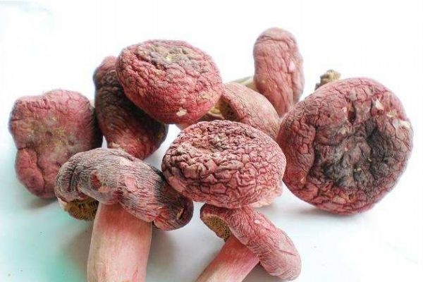 什么是松乳菇呢 松乳菇有什么營養(yǎng)價值呢 什么是松乳菇呢 松乳菇有什么營養(yǎng)價值呢