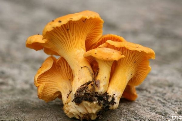 什么是雞油菌呢 雞油菌有什么營(yíng)養(yǎng)價(jià)值呢 什么是雞油菌呢 雞油菌有什么營(yíng)養(yǎng)價(jià)值呢