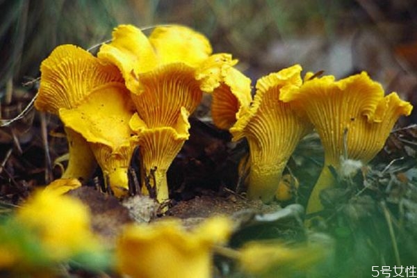 什么是雞油菌呢 雞油菌有什么營(yíng)養(yǎng)價(jià)值呢 什么是雞油菌呢 雞油菌有什么營(yíng)養(yǎng)價(jià)值呢