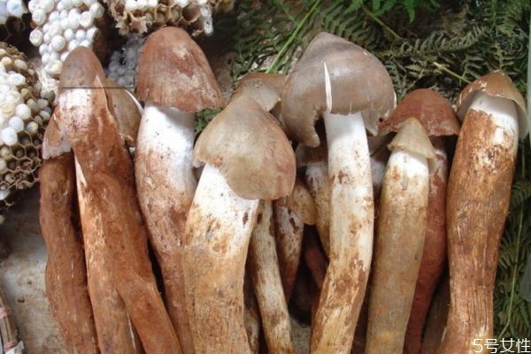 雞樅菌應該怎么挑選呢 雞樅菌出現(xiàn)在幾月份呢 雞樅菌應該怎么挑選呢 雞樅菌出現(xiàn)在幾月份呢