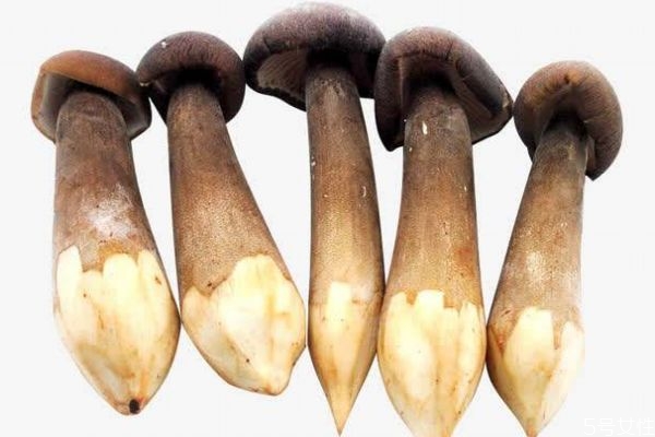 雞樅菌應該怎么挑選呢 雞樅菌出現(xiàn)在幾月份呢 雞樅菌應該怎么挑選呢 雞樅菌出現(xiàn)在幾月份呢