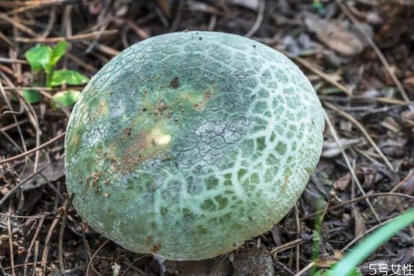 什么是青頭菌呢 青頭菌有什么營養(yǎng)價值呢 什么是青頭菌呢 青頭菌有什么營養(yǎng)價值呢