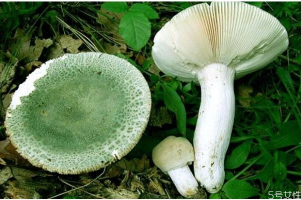 什么是青頭菌呢 青頭菌有什么營養(yǎng)價值呢 什么是青頭菌呢 青頭菌有什么營養(yǎng)價值呢