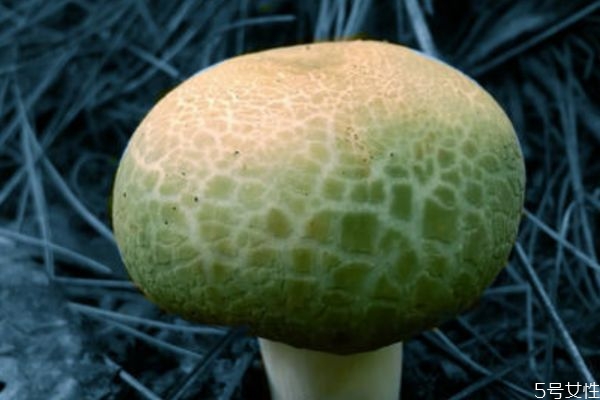 什么是青頭菌呢 青頭菌有什么營養(yǎng)價值呢 什么是青頭菌呢 青頭菌有什么營養(yǎng)價值呢