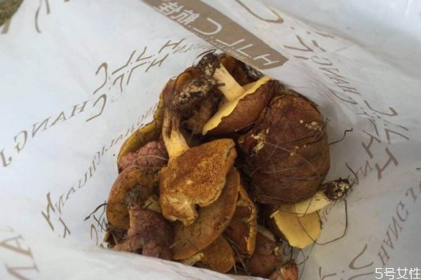 松蘑怎么清洗才沒有雜質(zhì) 松蘑怎么清洗才沒有雜質(zhì)