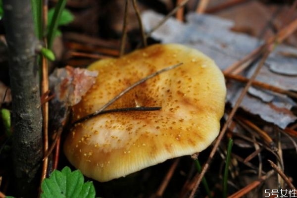 松蘑怎么清洗才沒有雜質(zhì) 松蘑怎么清洗才沒有雜質(zhì)