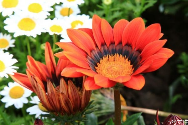 勛章菊的花語是什么呢 勛章菊的種植有什么注意的呢 勛章菊的花語是什么呢 勛章菊的種植有什么注意的呢