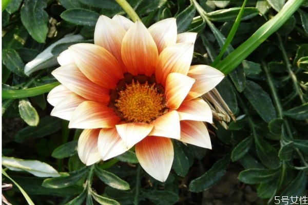 勛章菊的花語是什么呢 勛章菊的種植有什么注意的呢 勛章菊的花語是什么呢 勛章菊的種植有什么注意的呢