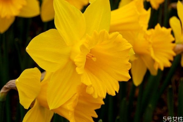 黃水仙是一種怎么植物呢 黃水仙的作用有什么呢 黃水仙是一種怎么植物呢 黃水仙的作用有什么呢