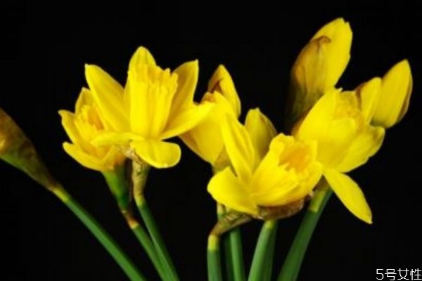 黃水仙是一種怎么植物呢 黃水仙的作用有什么呢 黃水仙是一種怎么植物呢 黃水仙的作用有什么呢