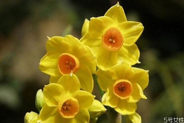 黃水仙是一種怎么植物呢 黃水仙的作用有什么呢 黃水仙是一種怎么植物呢 黃水仙的作用有什么呢